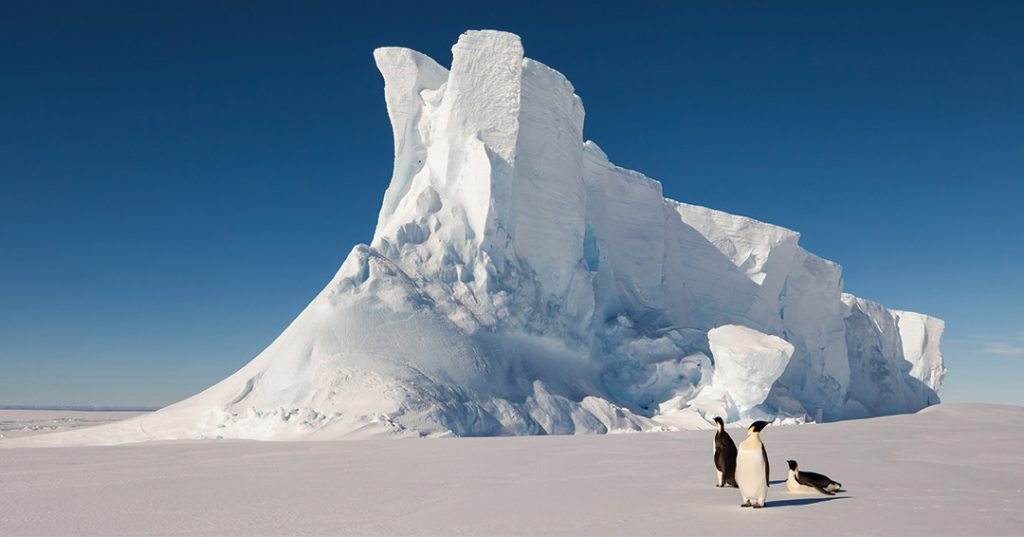 antarctica emperor penguins