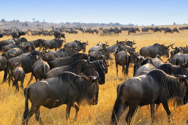 Buffaloes on great migration through Kenyan plains, under the warm glow of the African sun.