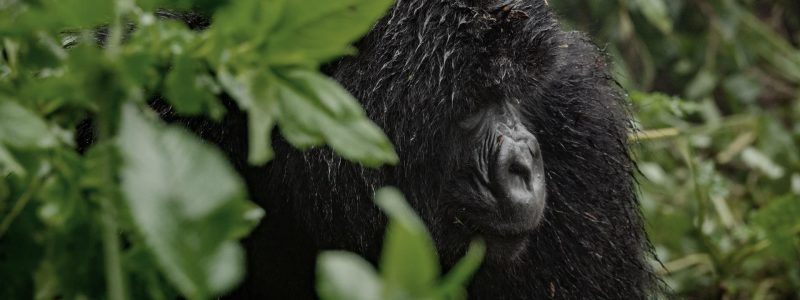 rwanda gorilla trekking safaris