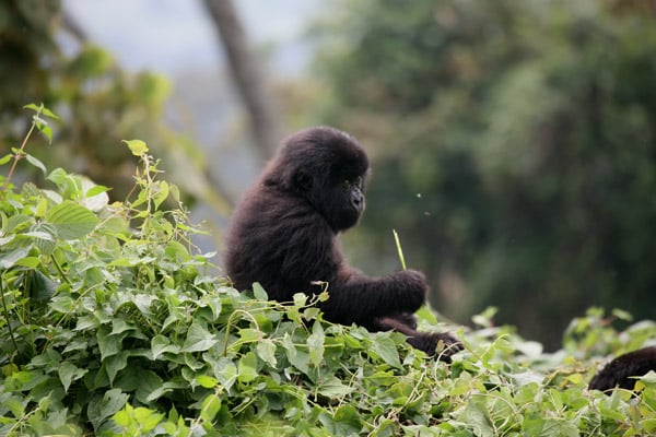 Cute baby gorilla in Rwanda sitting down in green vegetation playing with a stick. African safari.