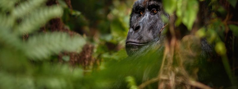 uganda gorilla trekking safaris