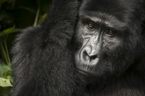 Uganda gorilla posing near camera looking concentrated. African luxury safari.