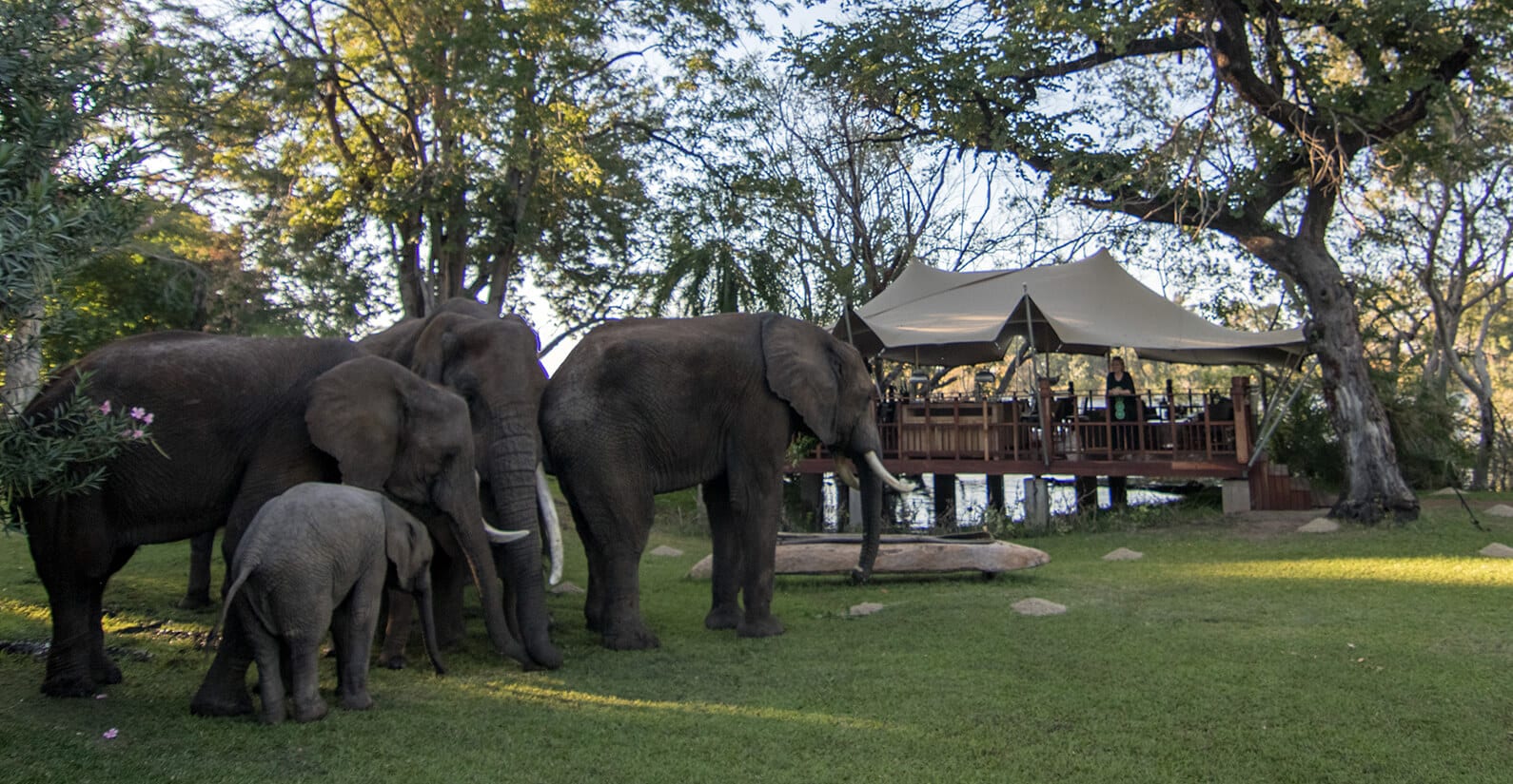The local herd outside Elephant Café.