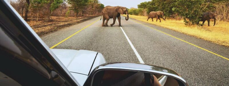 driving through kruger park