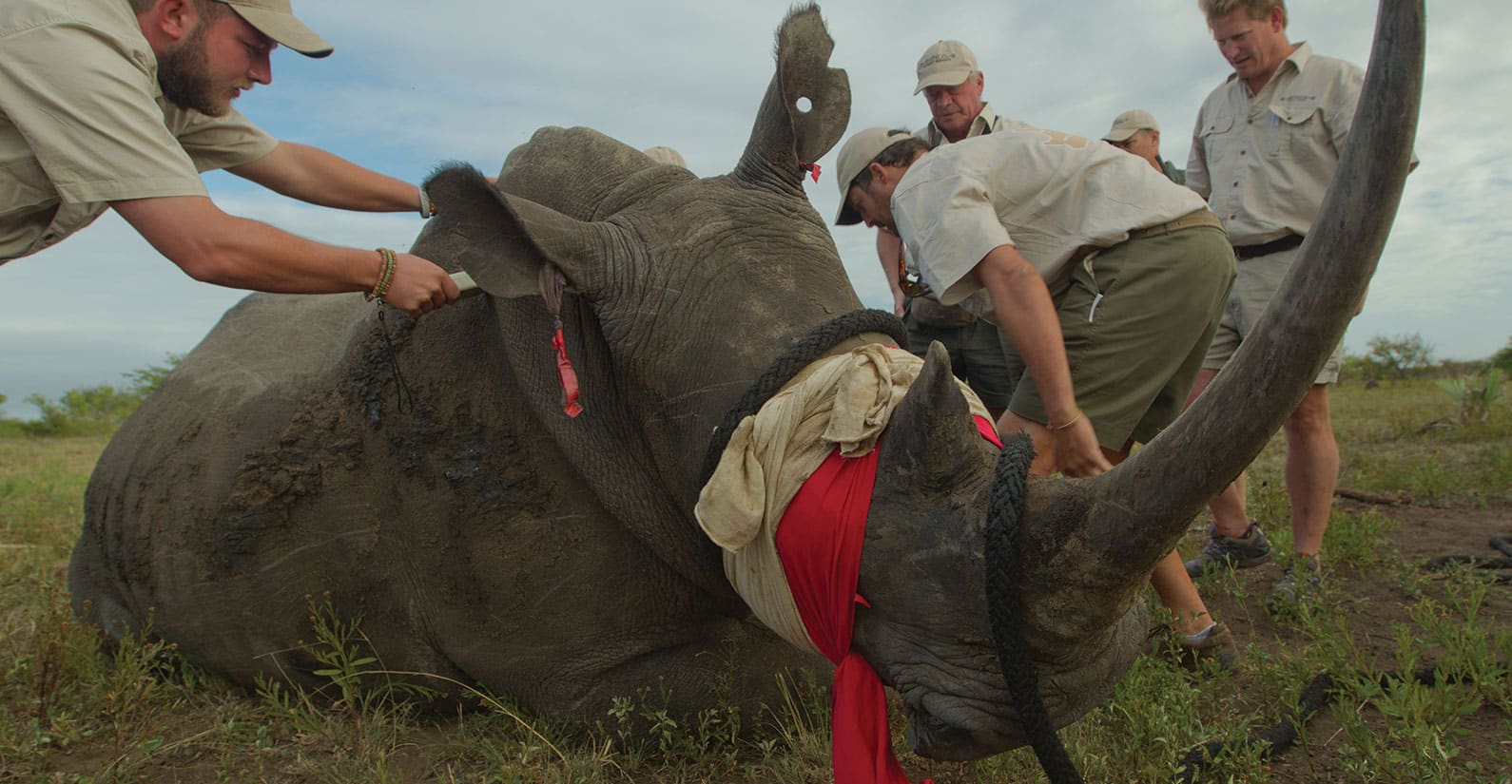 Rhino relocation with Rhinos without Borders
