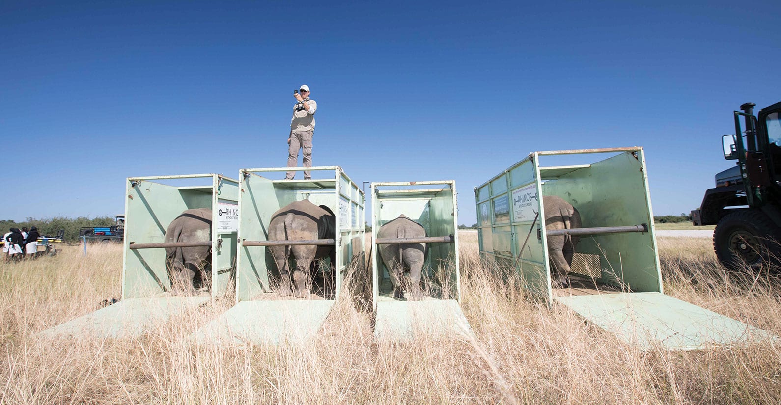 Four of one hundred rhinos that were safely relocated to Botswana