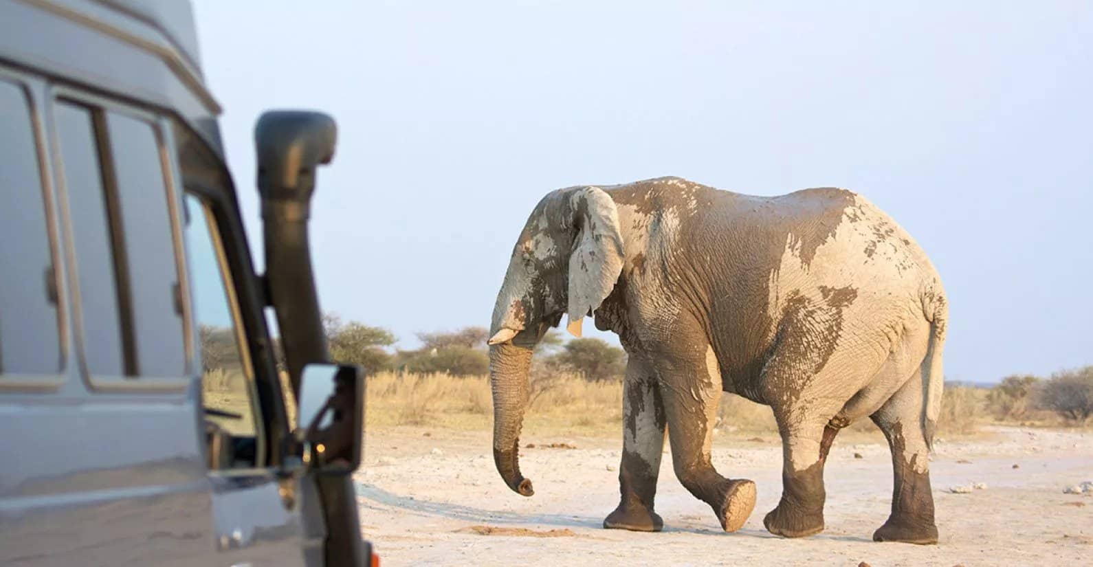 botswana elephant