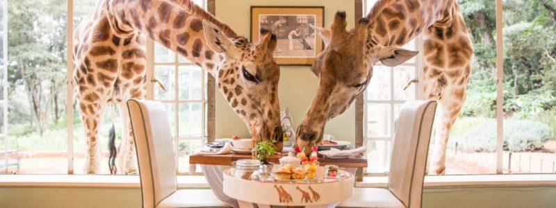 breakfast with the giraffes