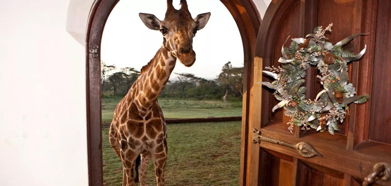 giraffe manor doorway