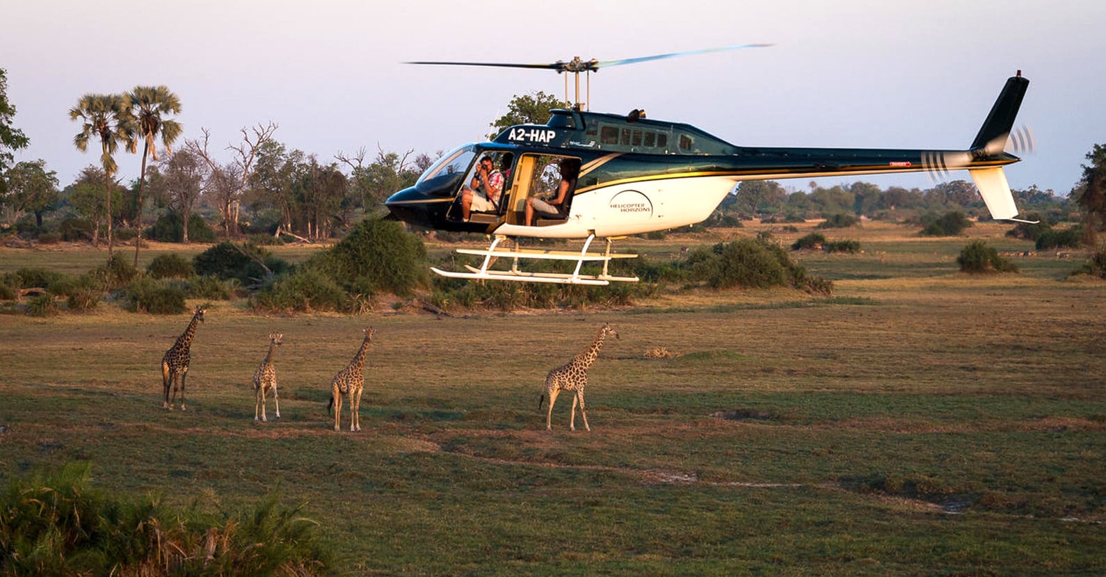Flying past a herd of Giraffes by helicopter