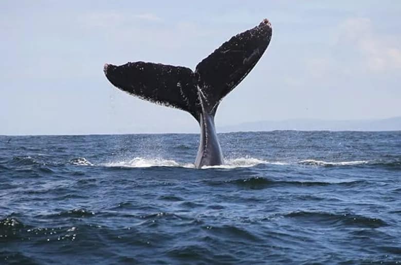 hermanus whale