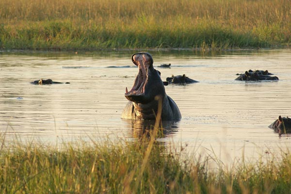 A hippo yawns widely while submerged in a calm river of Moremi Game Reserve.