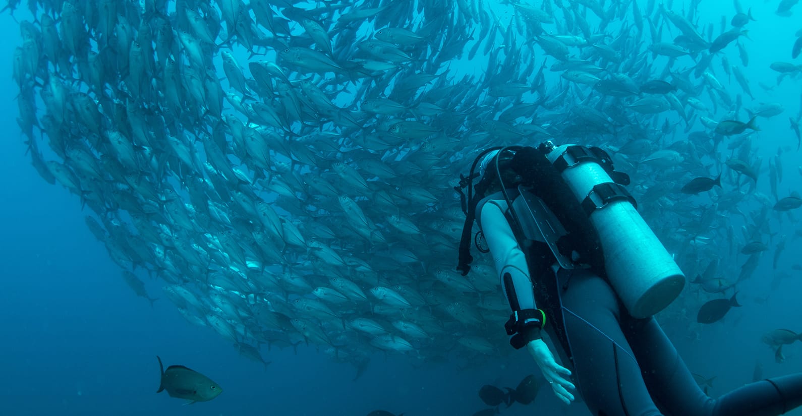 Diver among a school of fish