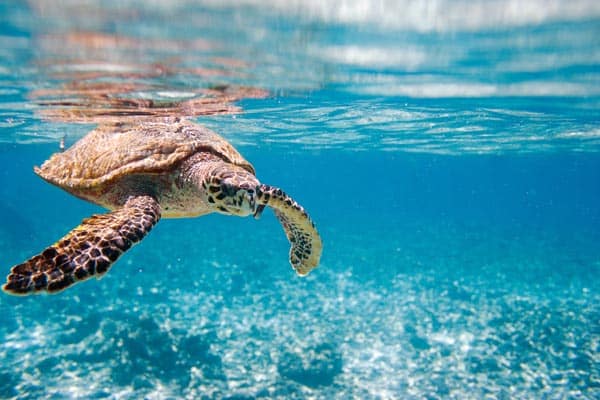 seychelles-turtle