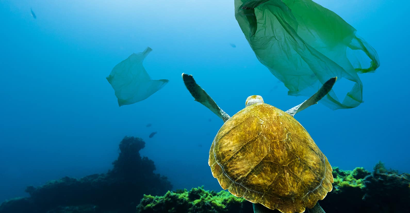 A turtle's close encounter with plastic waste