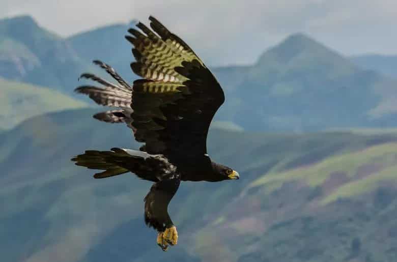 verreaux eagle