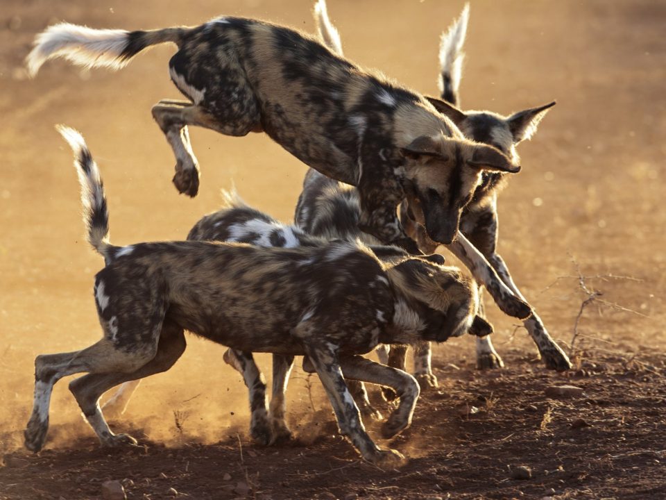 wild dogs in kenya