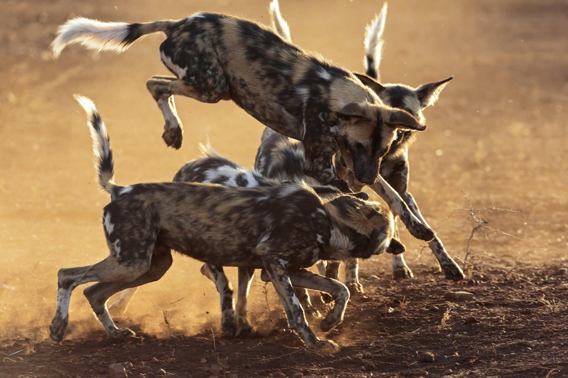 Tracking Wild Dogs in Kenya - Ker & Downey® Africa