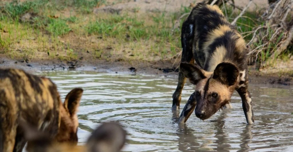 Tracking Wild Dogs in Kenya - Ker & Downey® Africa