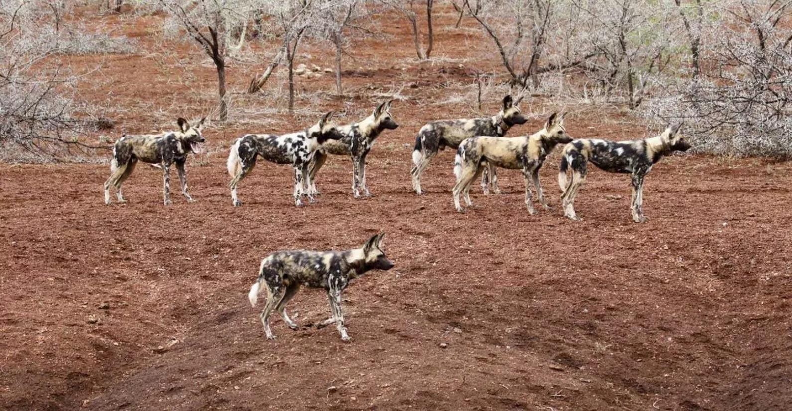 wild dogs in kenya