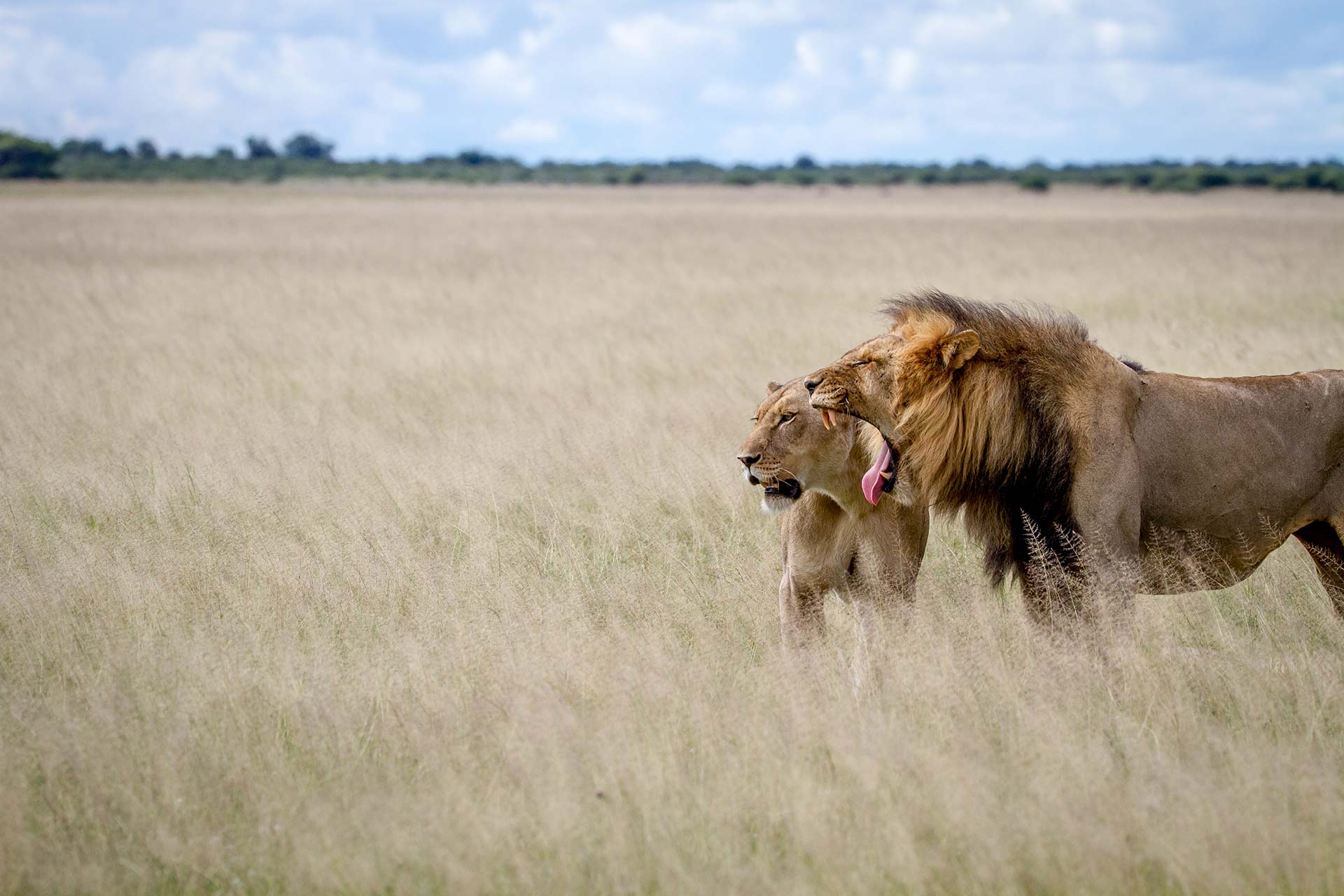 central-kalahari game reserve