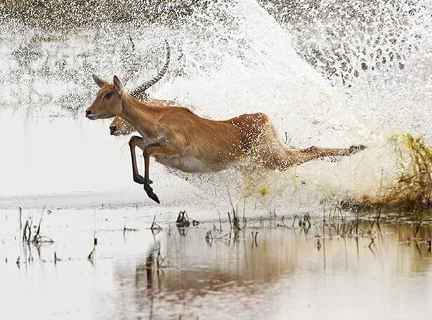 Red lechwe's bounding through the water