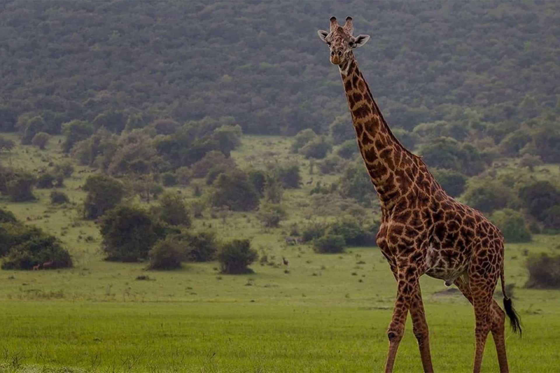 Giraffe walking through grassy plains. in Akagera National Park in Rwanda. Luxury African safari.