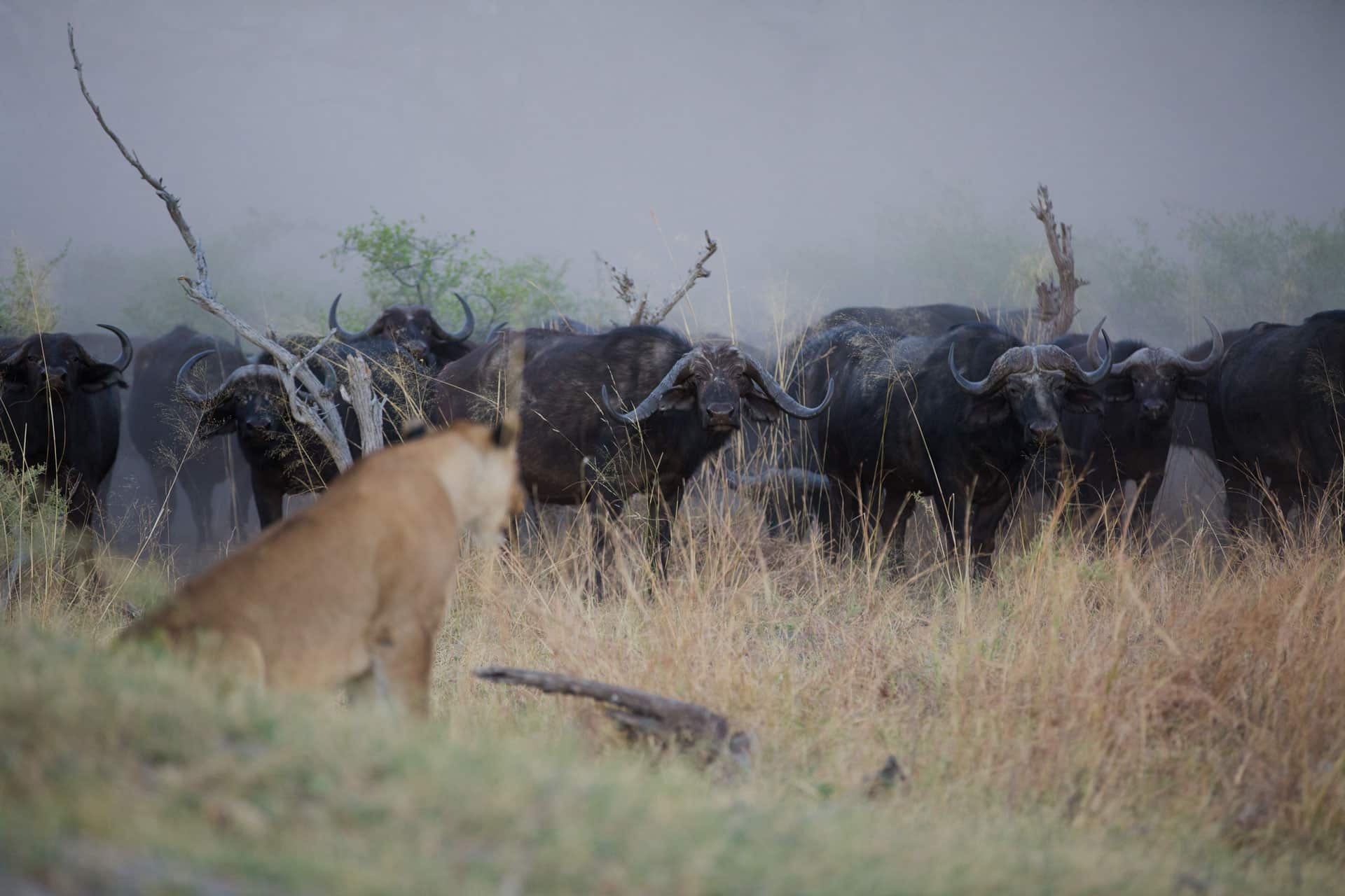 botswana luxury safari