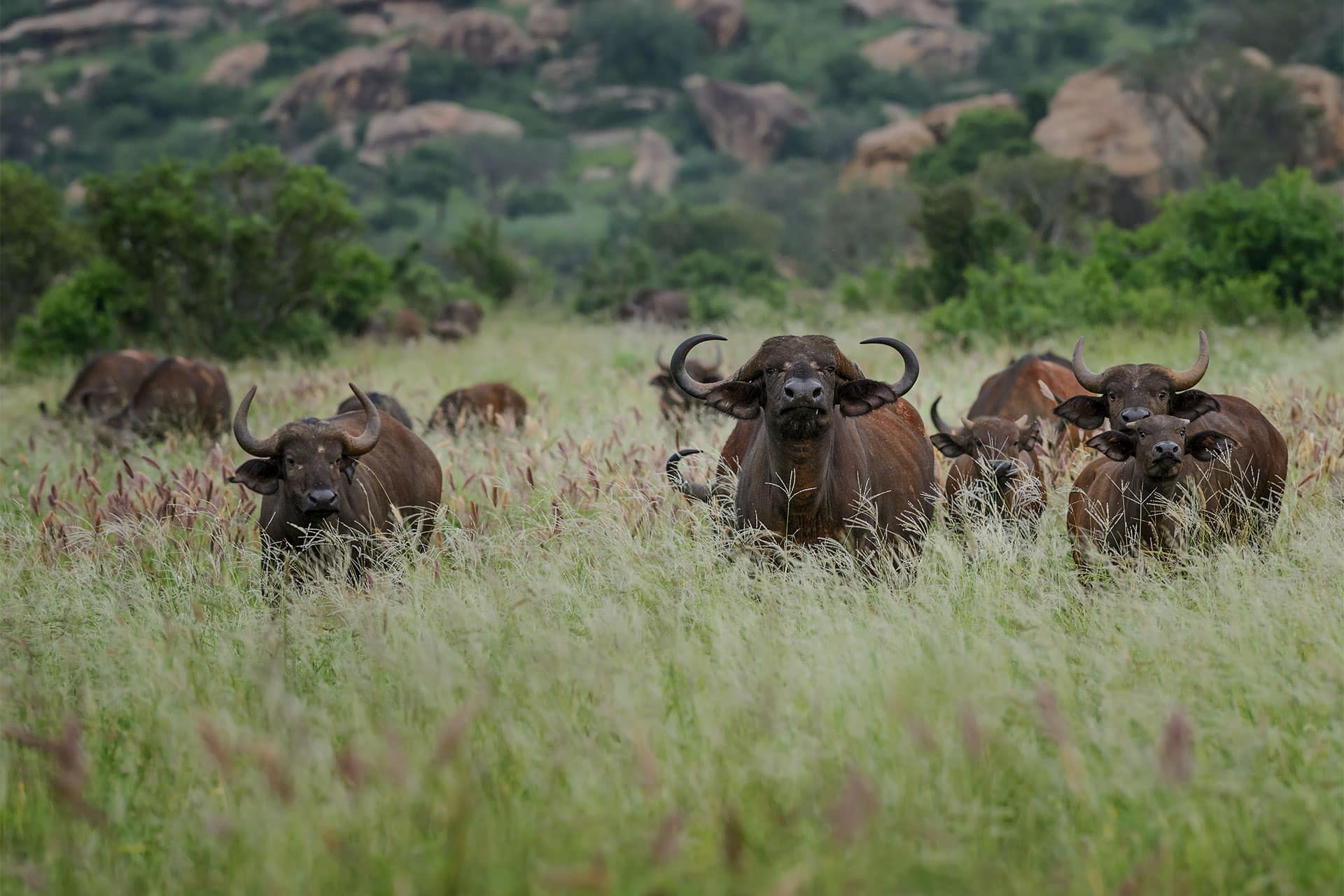 majete wildlife reserve