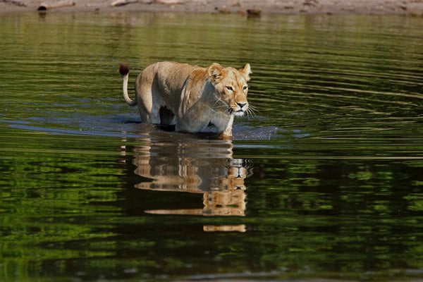 Savute Botswana safari. Lion walking through African river.