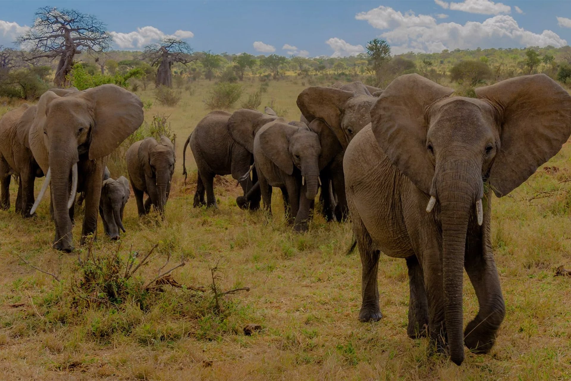 Group of elephants in the Tarangire National Park, in Tanzania.