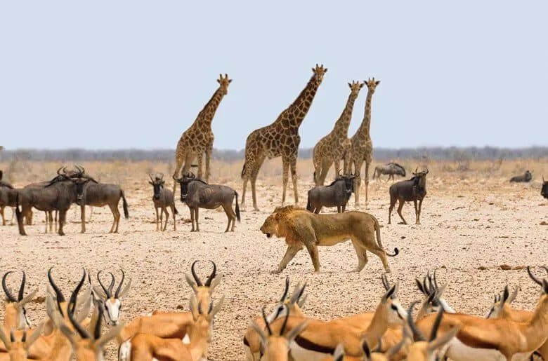 Abundance of wildlife around the waterholes in Etosha National Park.