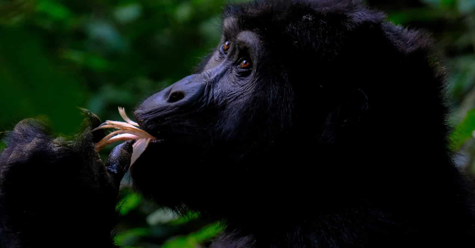 Mountain gorilla in the Bwindi Impenetrable National Park.