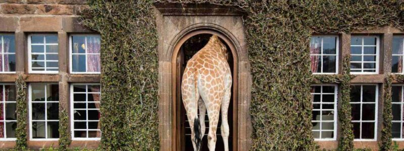 Giraffe Manor - Safari Collection - Kenya