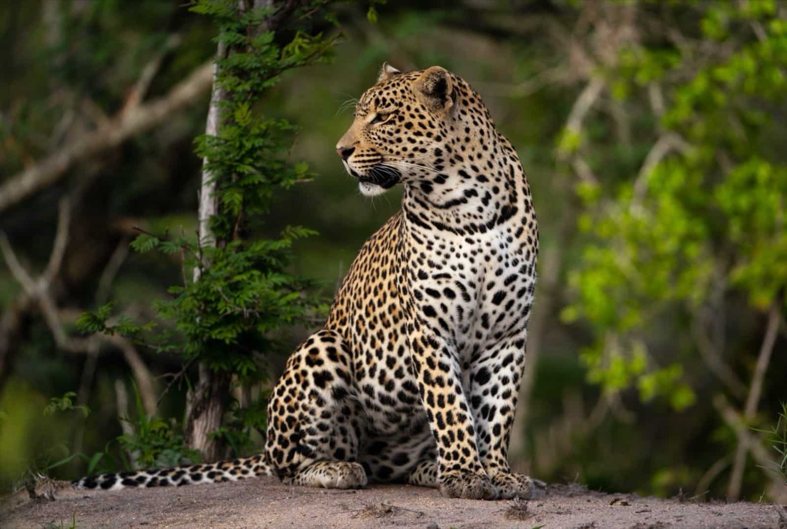 A leopard sits gracefully, alert and watching in the lush green forest.