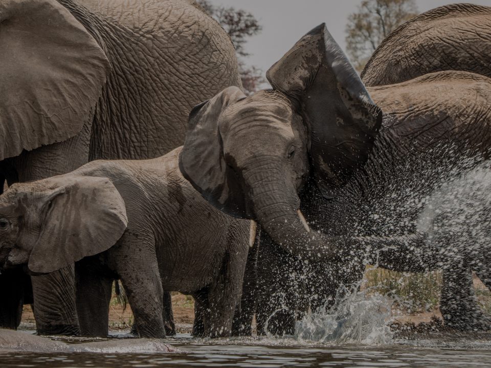 Close up of elephants adults and children splashing in river in South Africa.