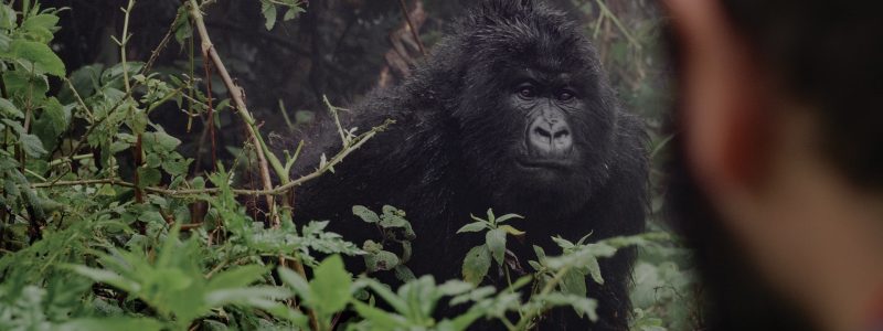 mountain-gorilla-trekking (1)