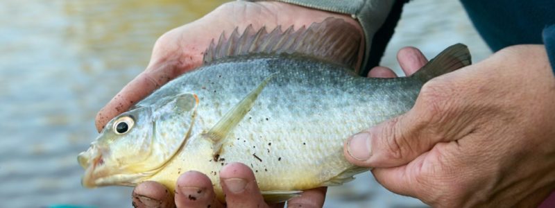 A closeup of a man holding a line caught freshwater bream on the banks of a river.