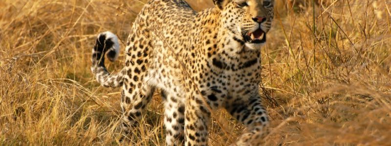 Junger Leopard in Moremi Botswana