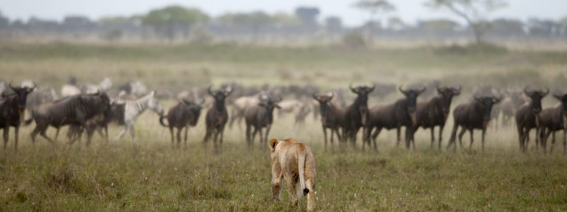 Lioness and herd of wildebeest at the Serengeti National Park, Tanzania, Africa
