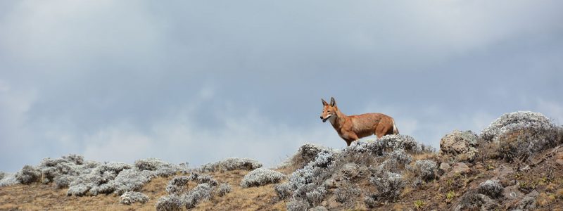Canis_simensis_Bale_Mountains_National_Park_5