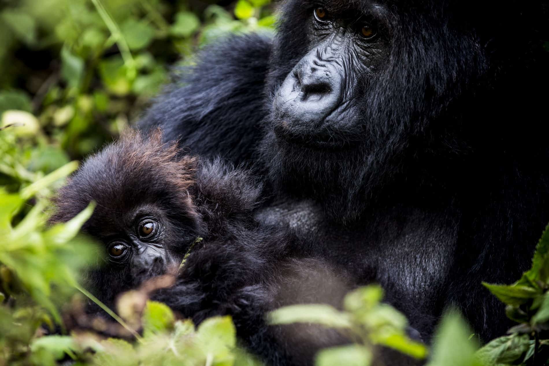 A mother and child cuddling in green vegetation of, Titus Group, Bisate Lodge, Wilderness Safari, Rwanda. African safari.