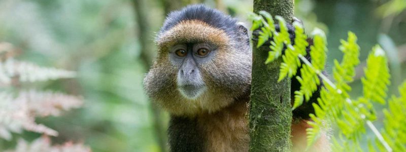 The-Golden-Monkey-Rwanda