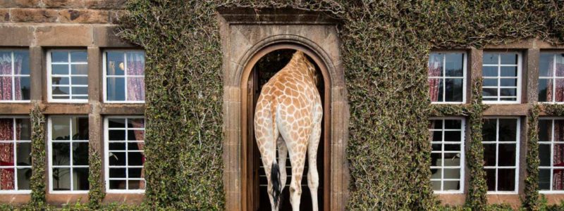 Giraffe Manor - Safari Collection - Kenya