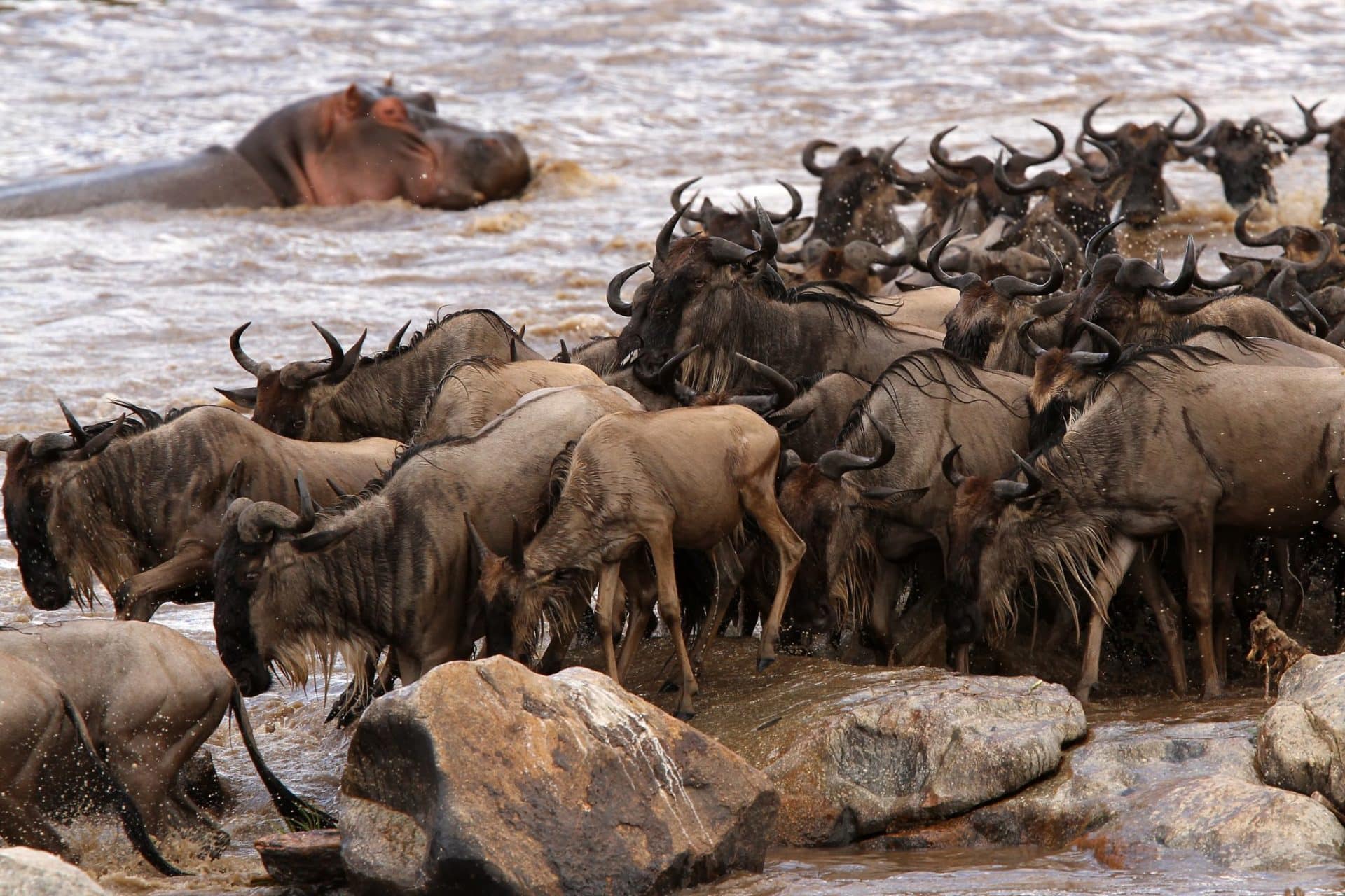 Wildebeest herds crossing the Mara River