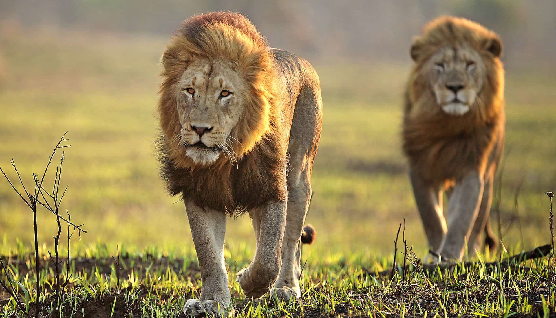 Two lions walking in Africa. Ker&Downey Africa offers the best safaris in africa to see the big 5.