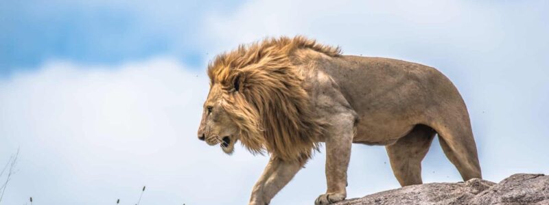 The king of the jungle, lion moving on a rocky outcrop, Serengeti, Tanzania, Africa