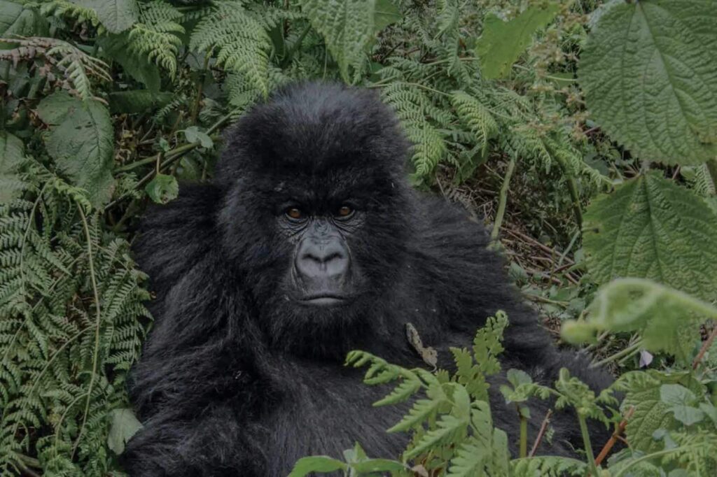 Gorilla trekking close up of gorilla looking directly at camera in lush bushes. African safari.