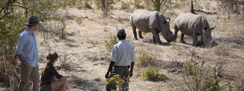 thorntree rhino walk