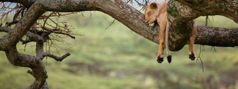 A female lion sleeping in a tree in Africa's Serengeti National Park.